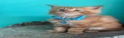 Maine Coon cats for sale: Beautiful mainecoon kittens  - Advert 14
