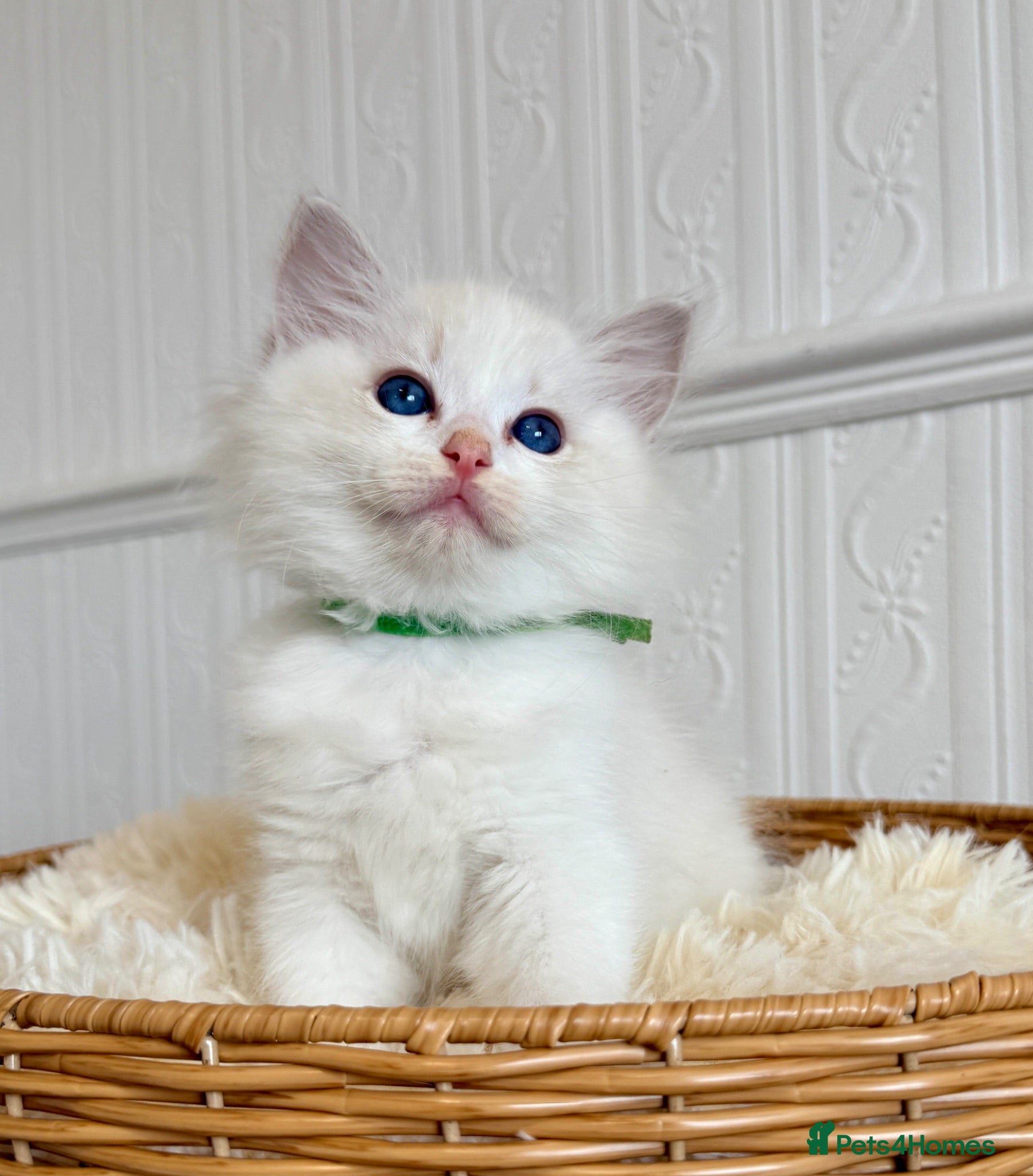 Ragdoll cats ✨ Exceptional Ragdoll Kittens Ready to Reserve ✨ - Advert 2