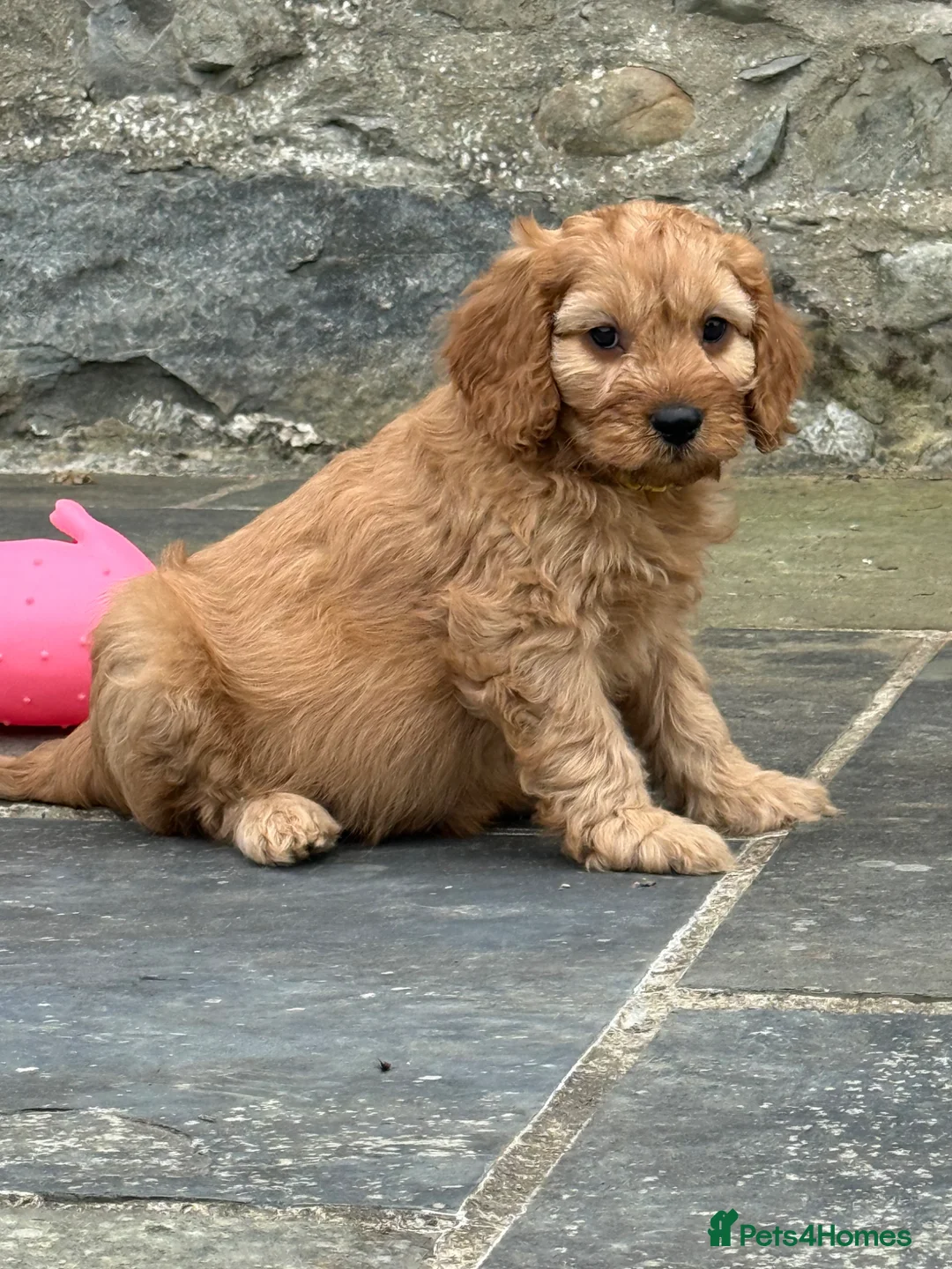 Cavapoo dogs for sale: Fox red&  dark peach cavapoo’s reared with love. - Advert 14