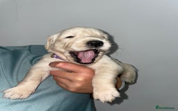 Golden Retriever dogs for sale: Golden Retriever Puppies for Sale - Image 7