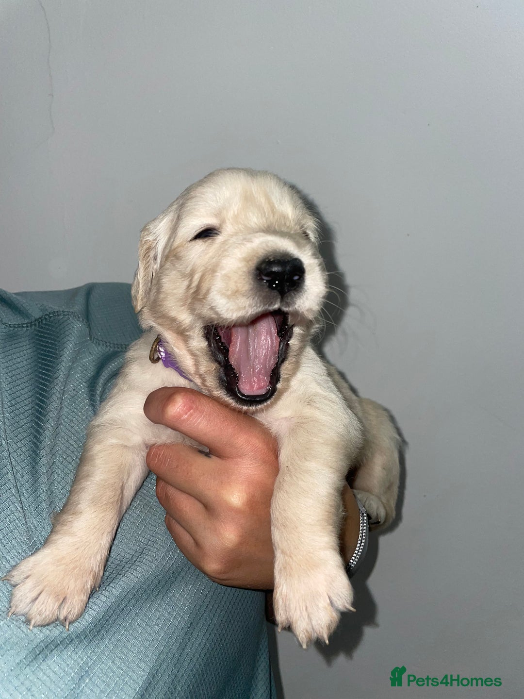 Golden Retriever dogs for sale: Golden Retriever Puppies for Sale - Image 7