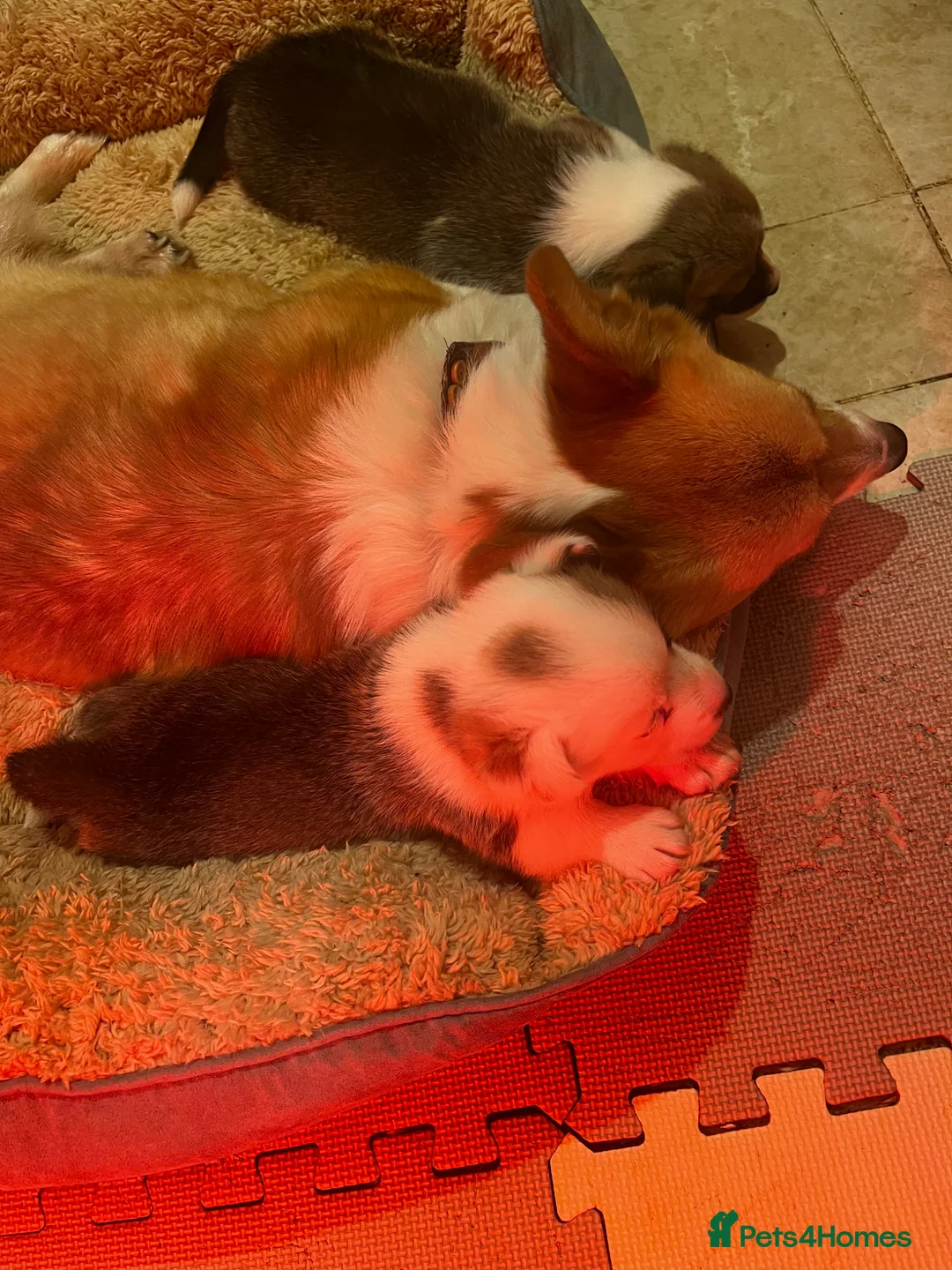 Mixed Breed dogs for sale: Adorable Corgi Pups in Llanon - Advert 2