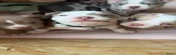 American Bully dogs for sale: Our Pocket Bully puppies  - Advert 9