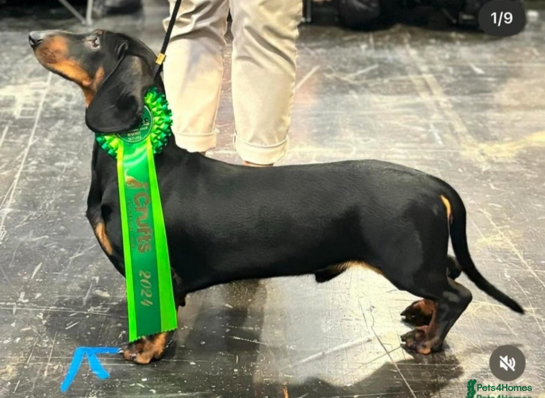 Dachshund dogs for sale: BEAUTIFUL STANDART DACHSHUNDS BABIES READY TO GO!  - Image 10