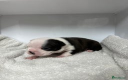 Boston Terrier dogs for sale: Champ bloodline (KC) Boston Terrier pups 💕 - Image 12