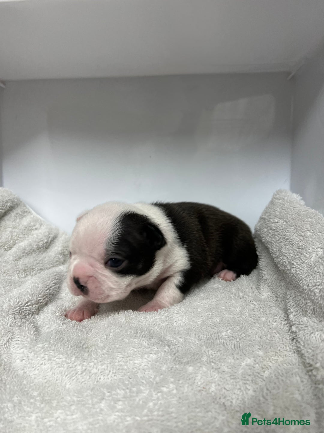 Boston Terrier dogs for sale: Champ bloodline (KC) Boston Terrier pups 💕 - Image 12