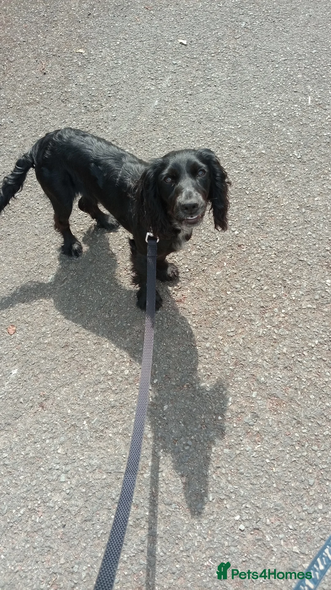 Cocker Spaniel dogs for sale: Beautiful 8 month old cocker spaniel girl  - Advert 2