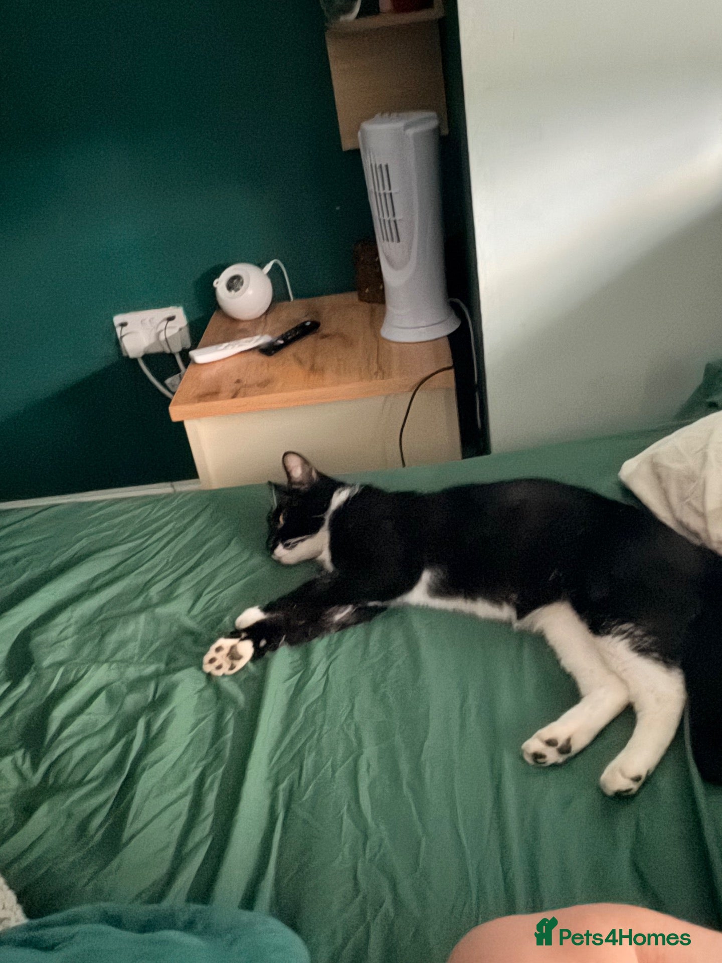 British Shorthair cats to a loving home! - Advert 2