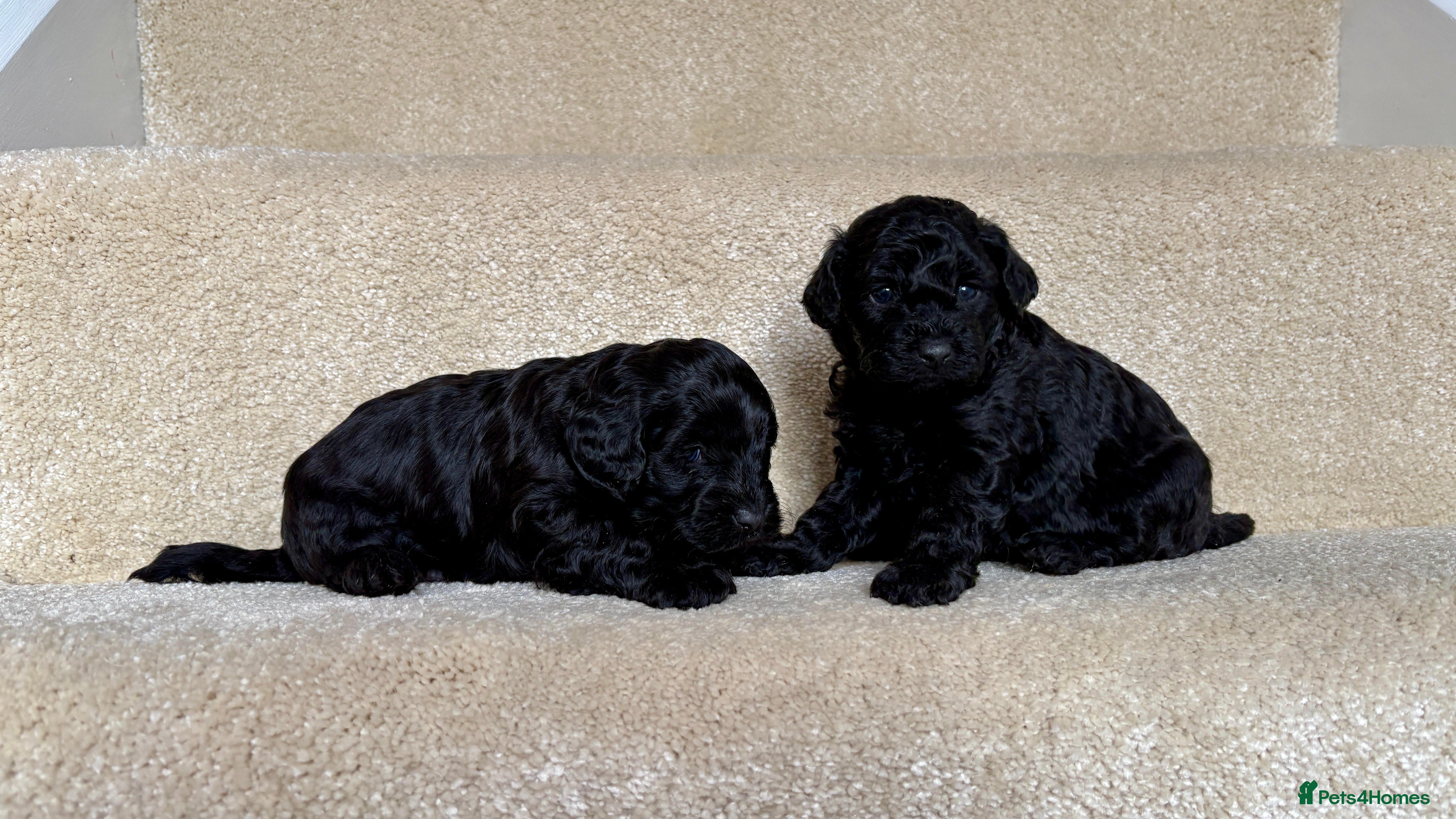 Lhasapoo dogs *****Only 1 girl and 1 little boy left ***** - Advert 1