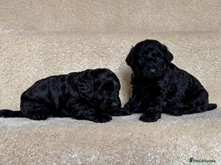 Lhasapoo dogs *****Only 1 girl and 1 little boy left ***** - Advert 17
