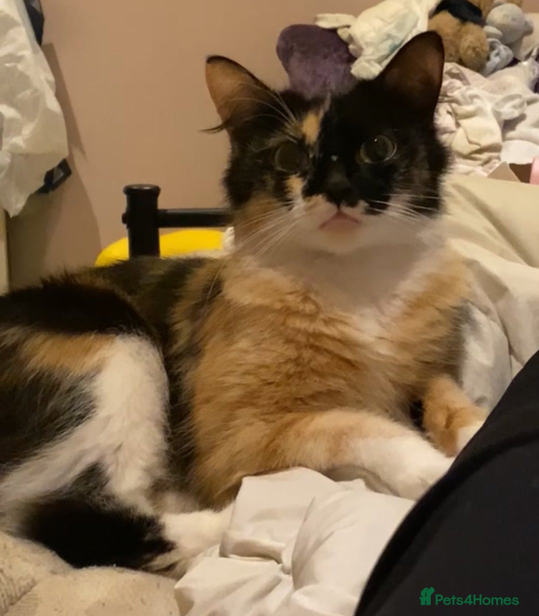 Mixed Breed cats 3 beautiful mixed breed maine coon kittens!! - Advert 14