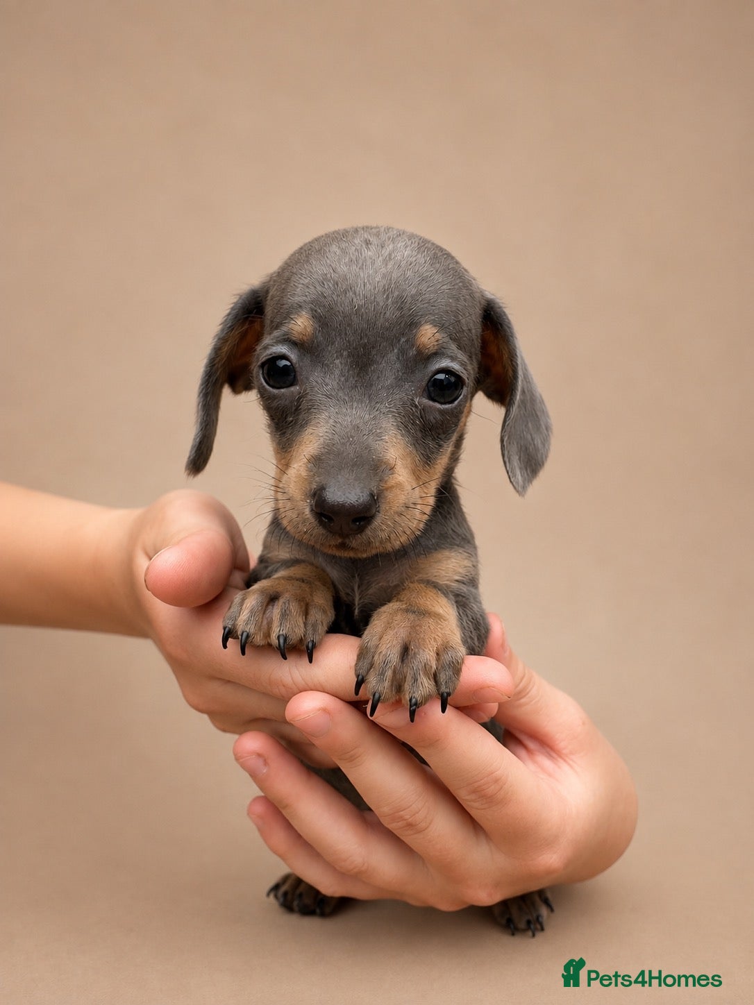 Miniature Dachshund dogs Miniature Dachshund Puppies 💝READY NOW💝 - Advert 1