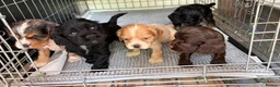 Mixed Breed dogs for sale: American Cocker Spaniel puppies in Brierley Hill - Advert 5