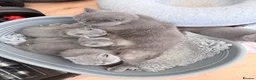 British Shorthair cats for sale: GCCF reg British Shorthair kittens ready to go now - Advert 12