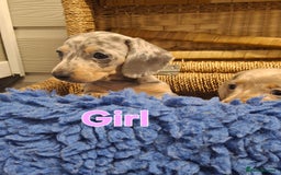 Miniature Dachshund dogs for sale: Minature Dachshund - Image 7