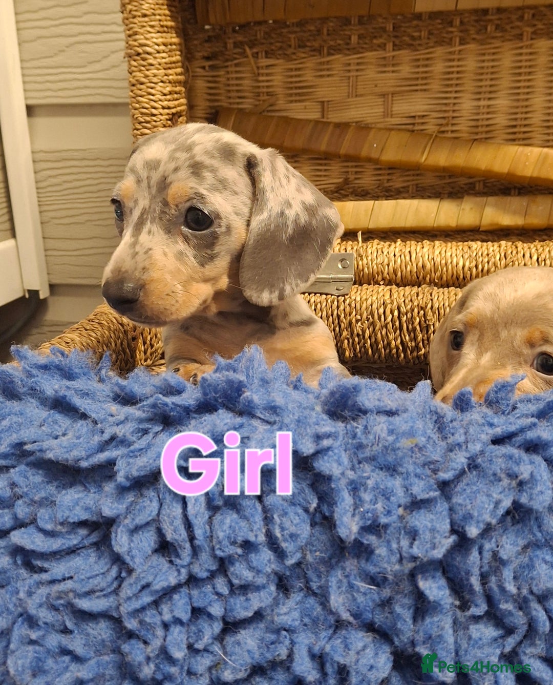 Miniature Dachshund dogs for sale: Minature Dachshund - Image 7