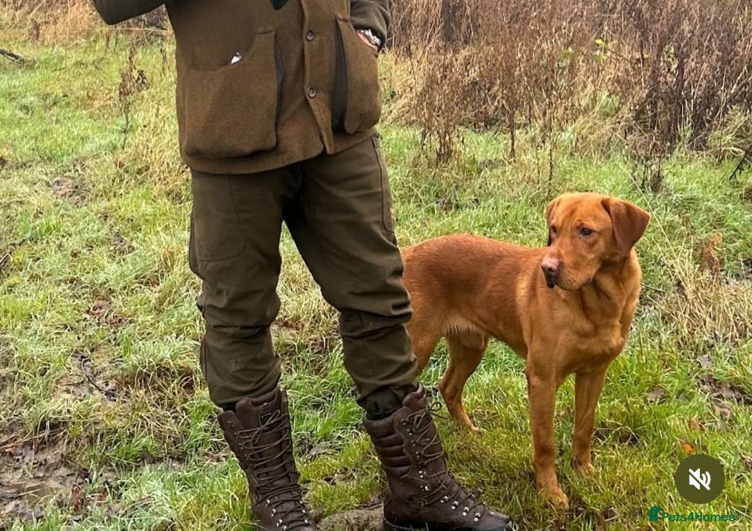 Labradoodle dogs for sale: Fully Health Tested Labradoodles F1B Deep Fox Red  - Advert 9