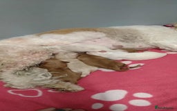 Mixed Breed dogs for sale: Beautiful female available ready to leave 1st nov - Image 6