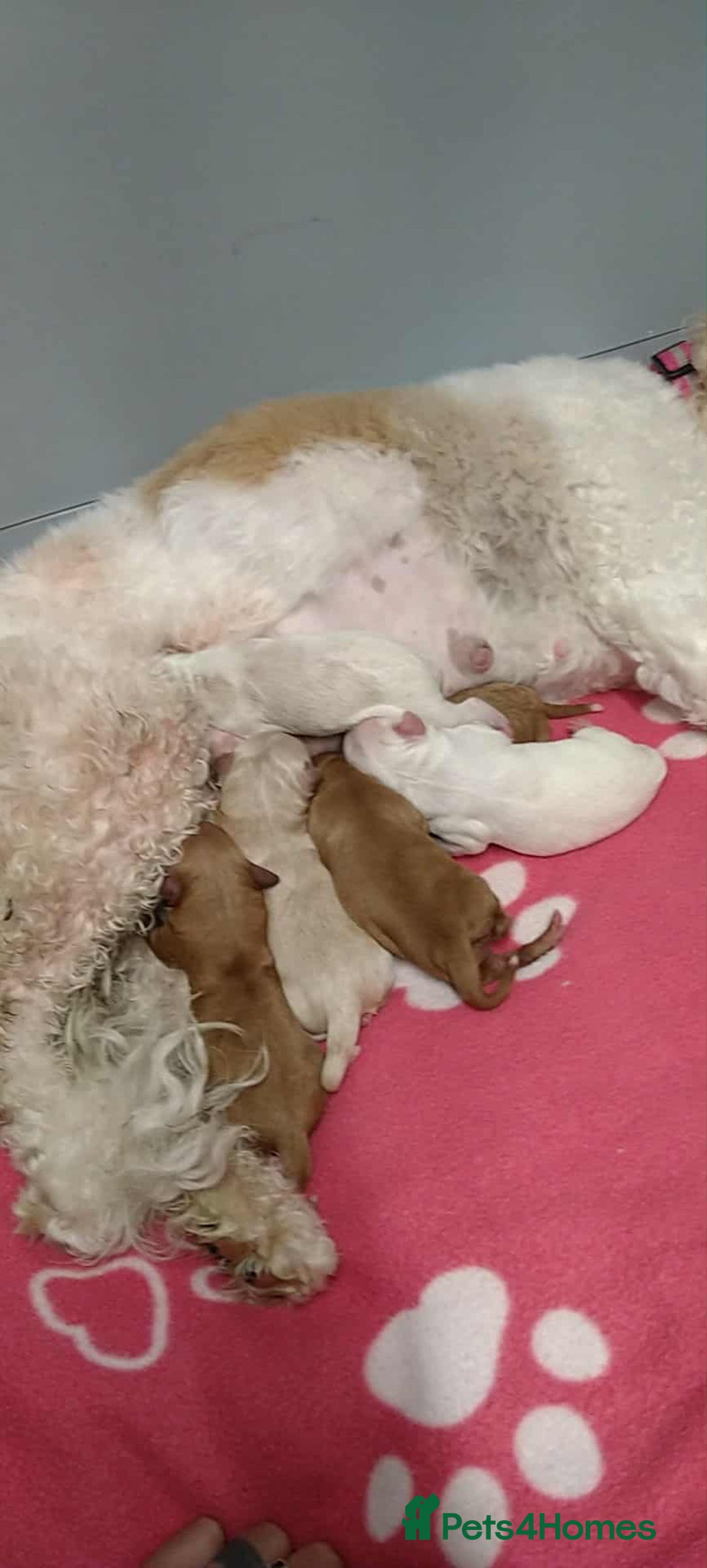 Mixed Breed dogs for sale: Beautiful female available ready to leave 1st nov - Image 6