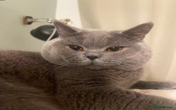 British Shorthair cats for stud: 🐾 Stud Service – British bule Sesame 🐾 - Image 2