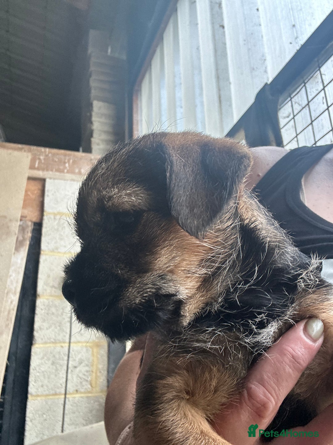 Border Terrier dogs for sale: Border Terrier Pups - Image 25
