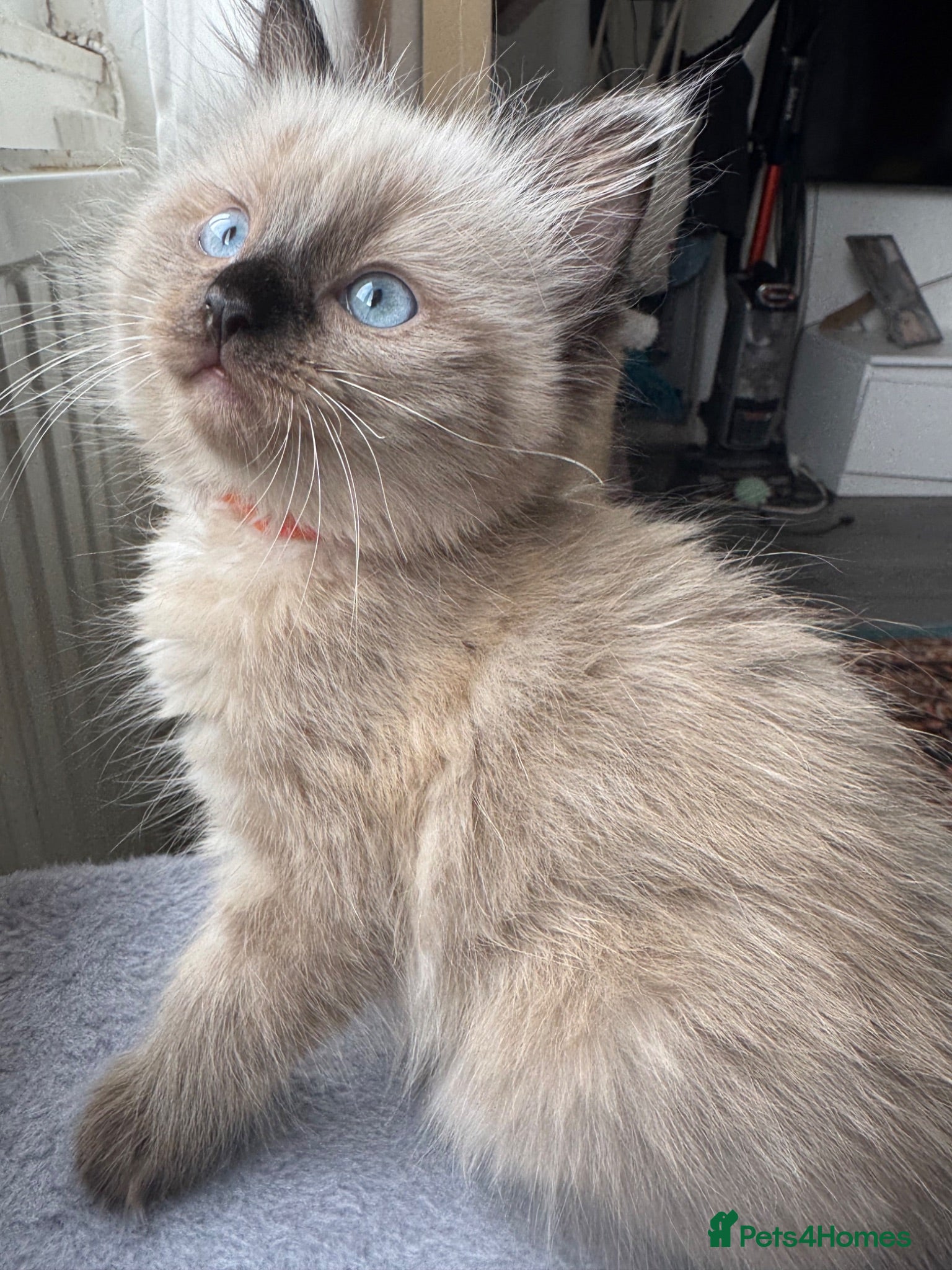 Ragdoll cats Eight-week-old Ragdoll kitten  - Advert 6