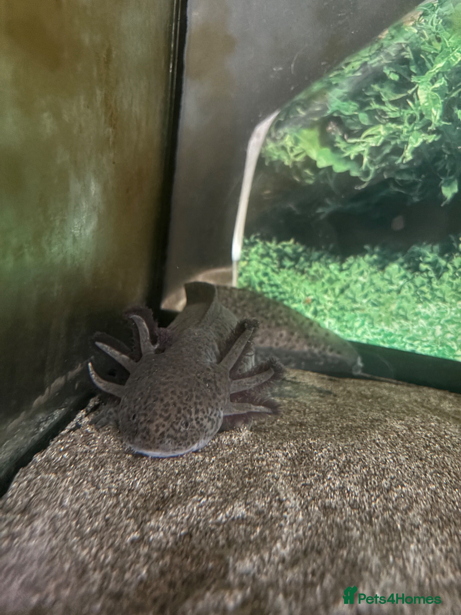 Axolotl reptiles Brown Spotted Axalotl  - Advert 12
