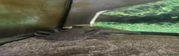 Axolotl reptiles for sale: Brown Spotted Axalotl  in Whitland - Advert 1