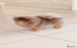 Pomeranian dogs for sale: Lilac merle Pomeranian  - Image 6