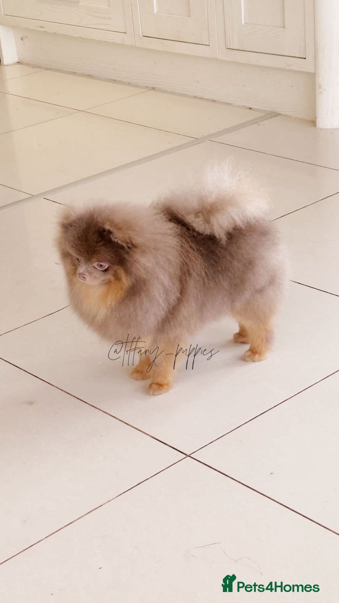 Pomeranian dogs for sale: Lilac merle Pomeranian  - Image 6