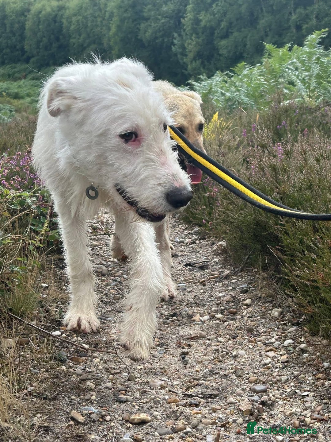 Mixed Breed dogs for adoption: Peter - Norwich Norfolk  - Image 15