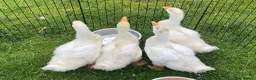 Geese poultry for sale: Stunning hand reared friendly Embden Gander - Advert 2