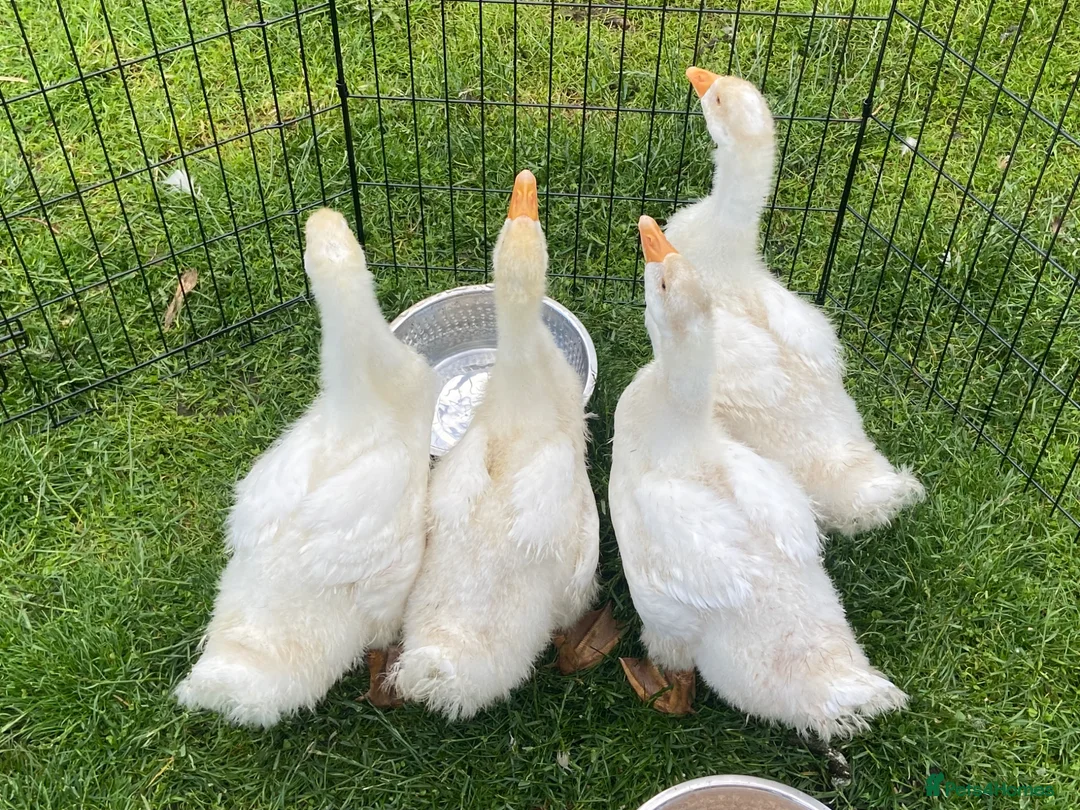 Geese poultry for sale: Stunning hand reared friendly Embden Gander - Advert 2