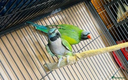 Parakeets birds for sale: Lord Derbyan Parrot for sale.👍QUICK SALE 👍 - Advert 3