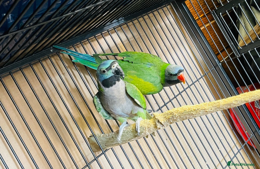 Parakeets birds for sale: Lord Derbyan Parrot for sale.👍QUICK SALE 👍 - Advert 3