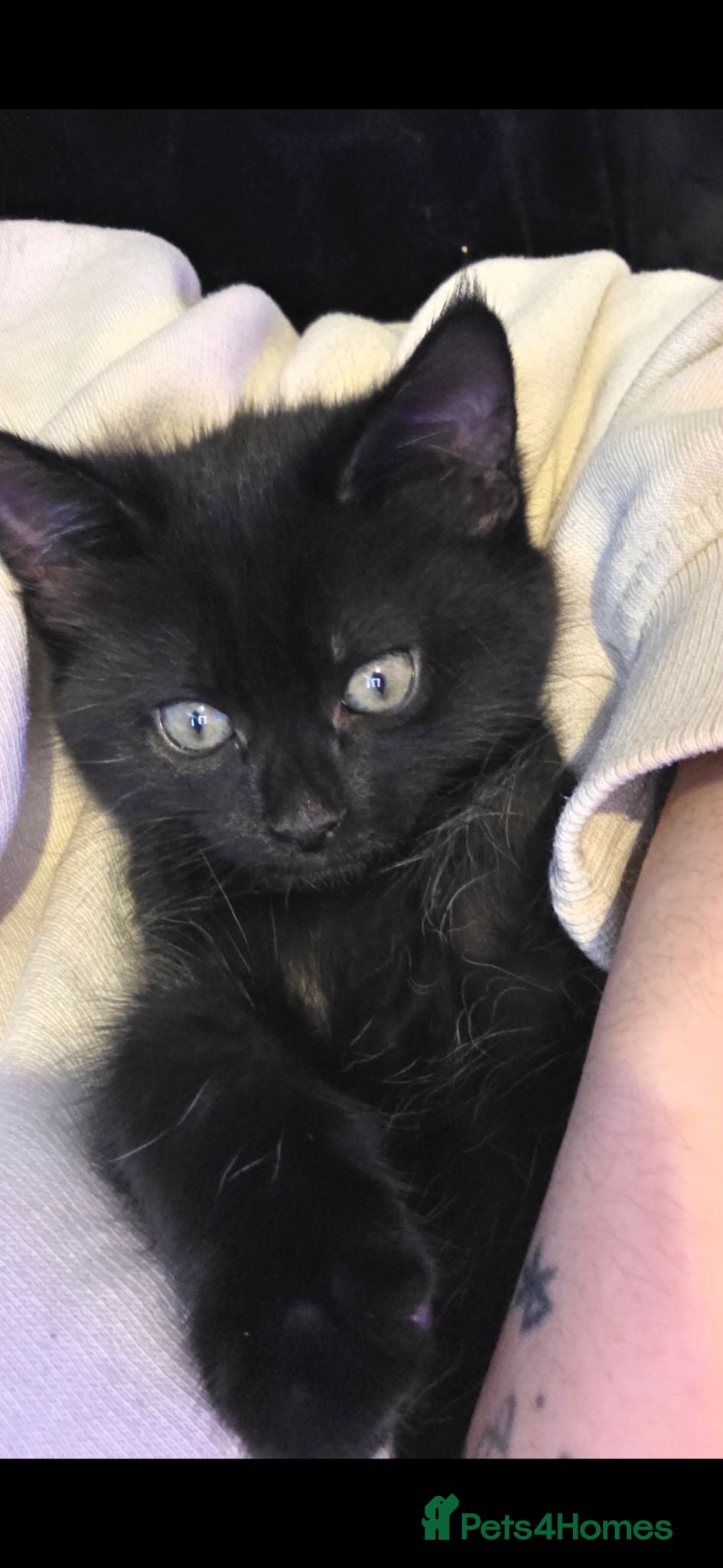 Mixed Breed cats Half maincoon kitten available for a loving home - Advert 15