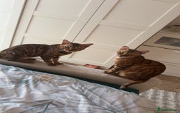 Bengal cats for sale: Beautiful Bengal Kittens for Sale Ready July 28th - Image 4
