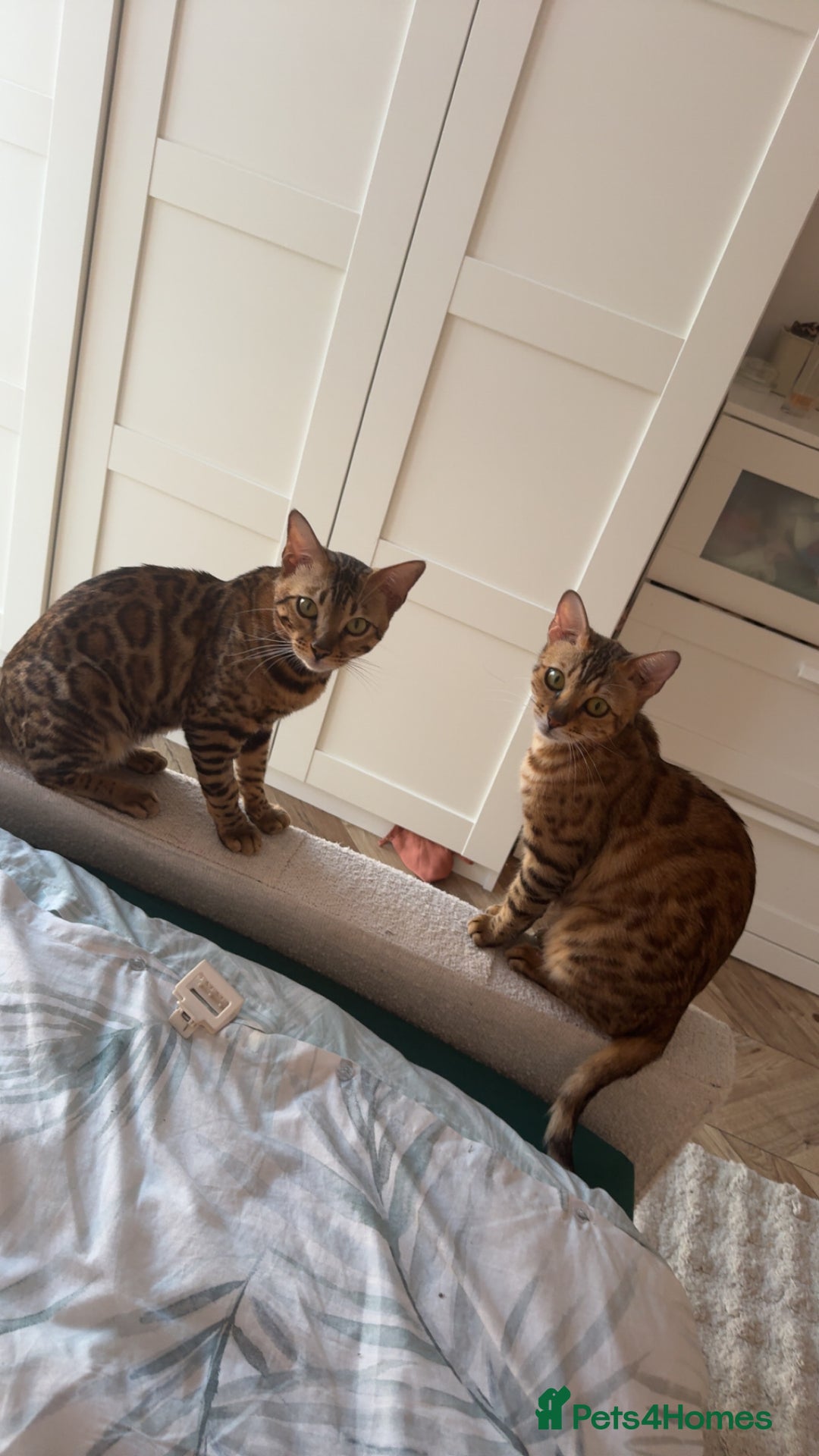 Bengal cats for sale: Beautiful Bengal Kittens for Sale Ready July 28th - Image 4