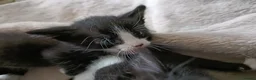 Mixed Breed cats for sale: Mixed breed kittens  in Bournemouth - Advert 2