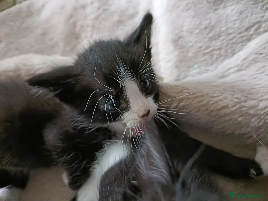 Mixed Breed cats for sale: Mixed breed kittens  in Bournemouth - Advert 2