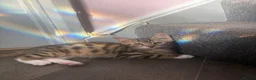 Bengal cats for sale: 🐾Stunning Bengal Kittens ready for Loving Homes🐾 - Advert 7