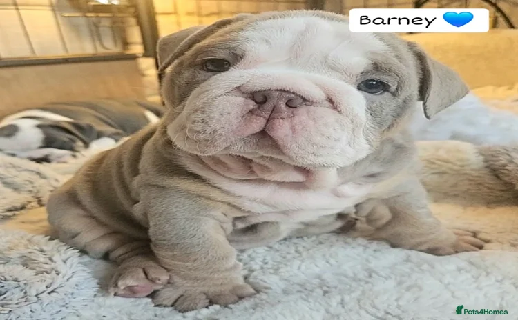 English Bulldog dogs - Advert 1