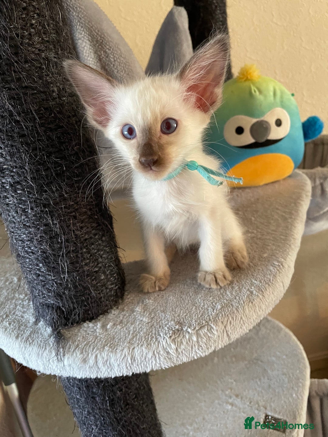 Balinese cats for sale: Beautiful Pedigree Balinese Kittens - Image 7