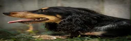 Cocker Spaniel dogs for sale: Kc registered show cocker spaniel  - Advert 4