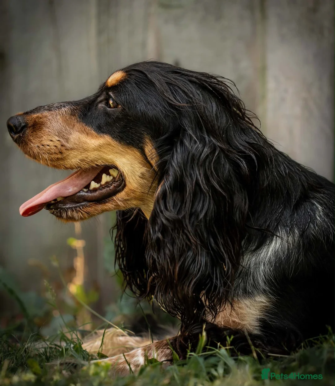 Cocker Spaniel dogs for sale: Kc registered show cocker spaniel  - Advert 4