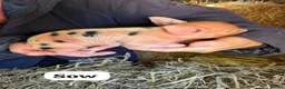 Pig livestock for sale: 🩷Do you have room in your heart for a mini pig🩷 - Advert 9
