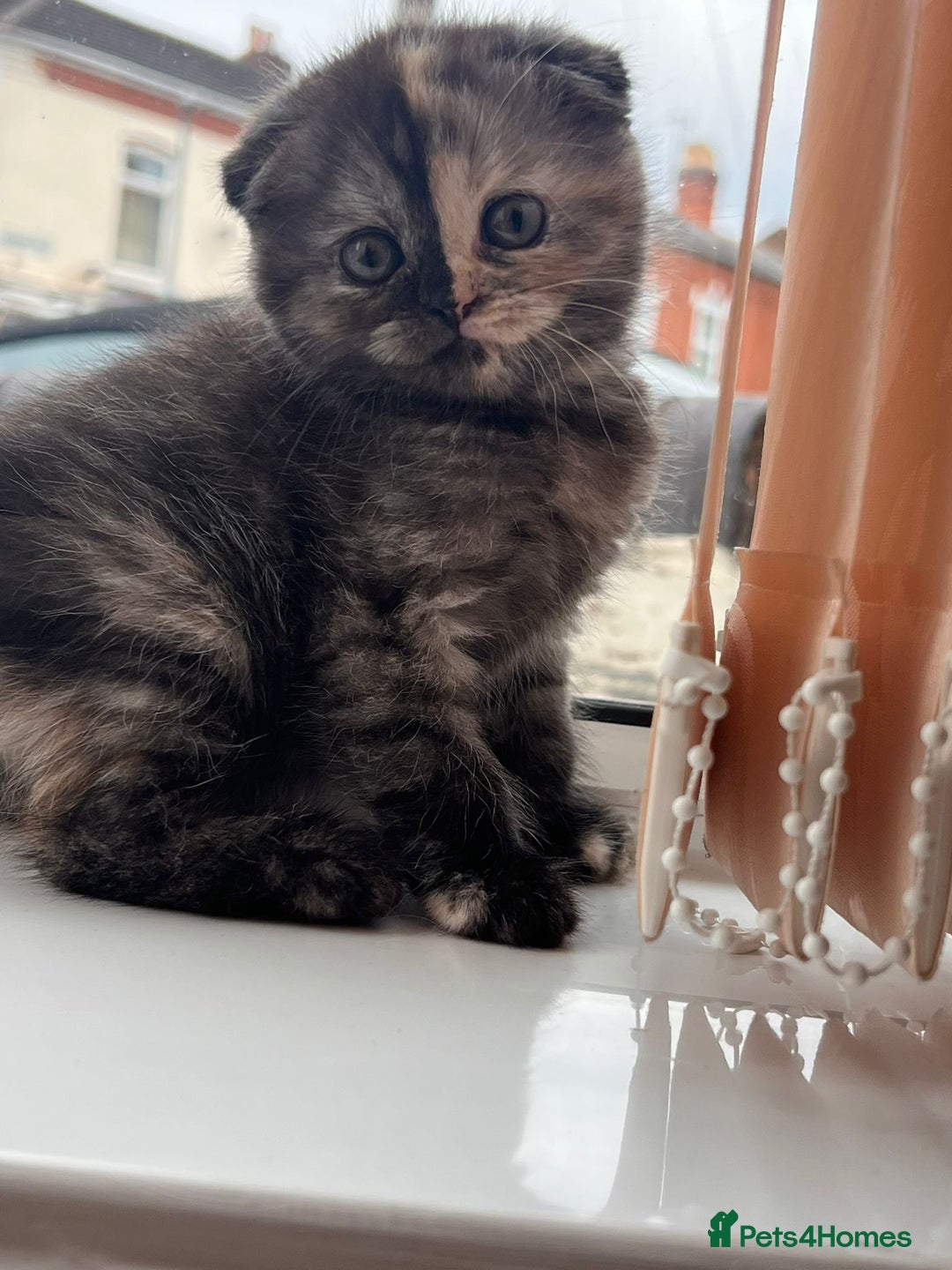 Scottish Fold cats for sale: 💫🐾Adorable kittens looking for loving homes🐾💫 - Image 7