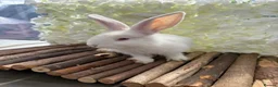 Continental Giant rabbits for sale: ‼️READY NOW - 1 CONTI DOE LEFT‼️ - Advert 10