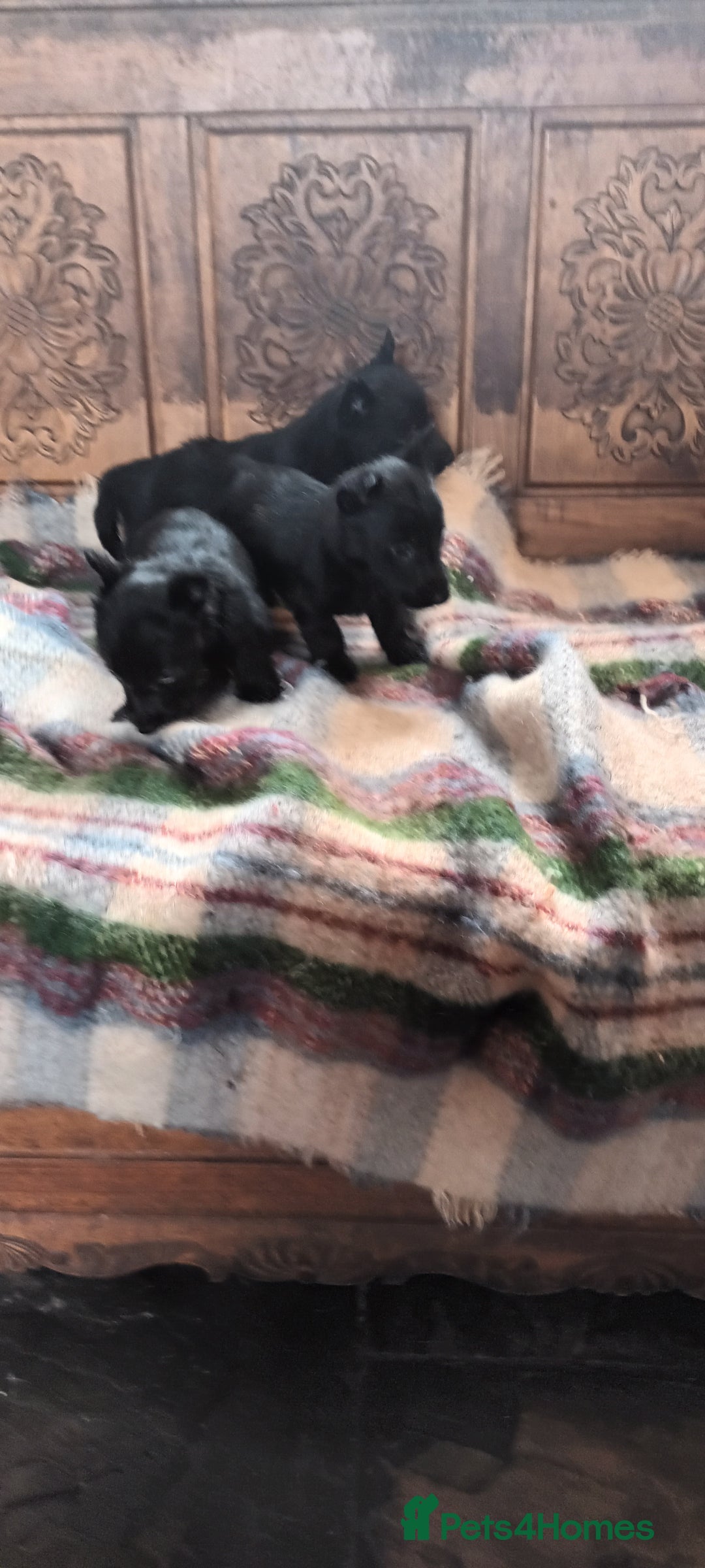 Scottish Terrier dogs for sale: Kc registered scottish terrier pups  - Image 15