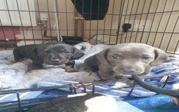 Dachshund dogs for sale: Sausage dog puppies - Image 3